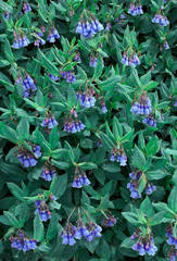 Blue Bell Wildflowers