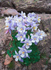 Columbine Bouquet
