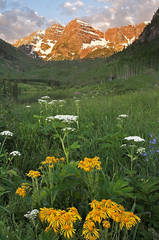 Maroon Bells Wildflowers
