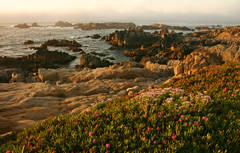 Pacific Grove Ice Plant1