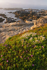 Pacific Grove Ice Plant 2