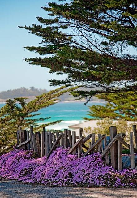 Carmel Fence print