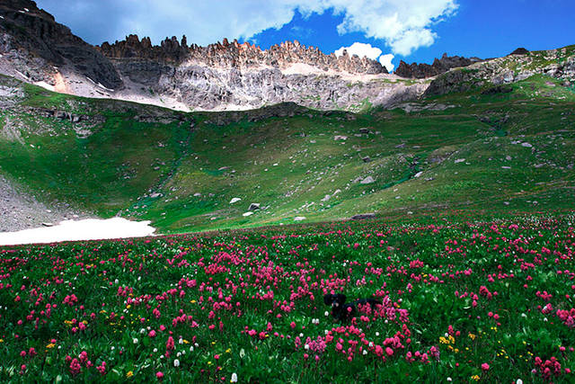 Ouray's Govenors Basin Wildflowers 3 print